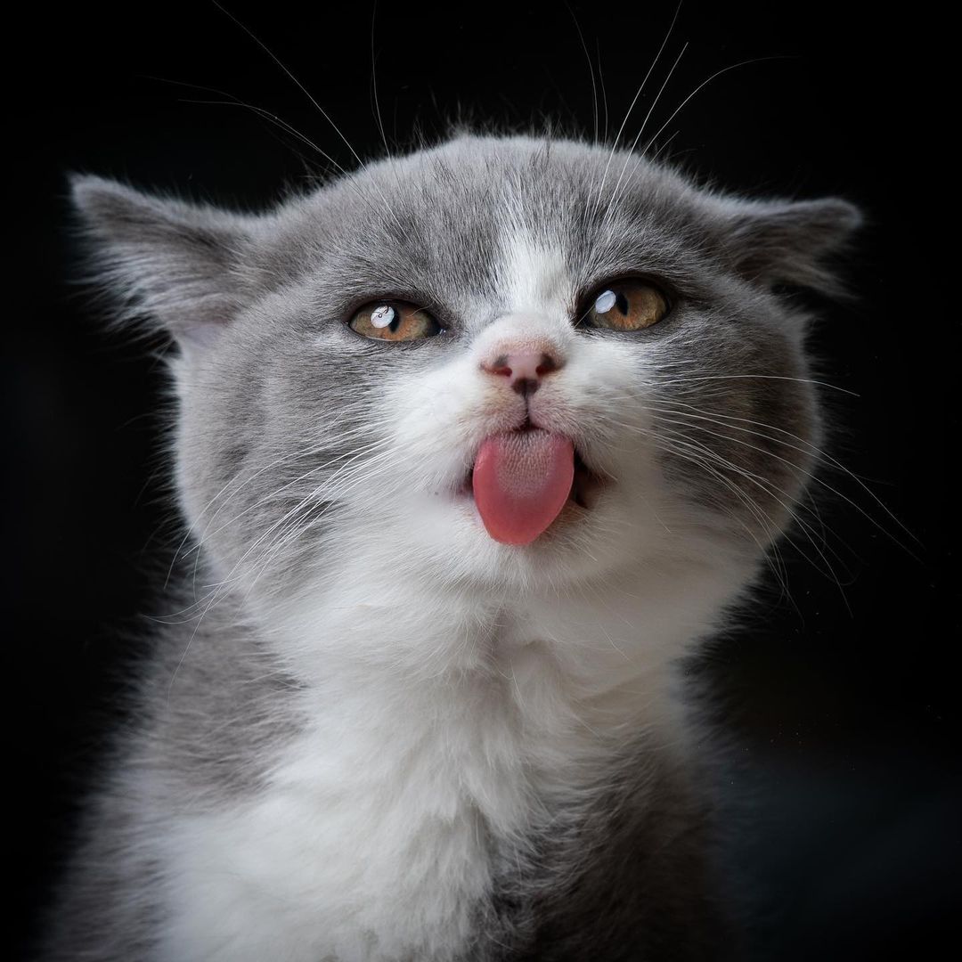 Фото Кошка показывает язык, by furryfritz