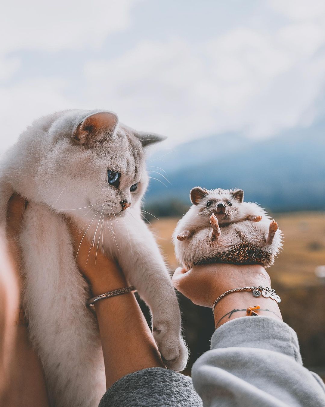 Фото Кошка и ежик в руках, by lyo. thecat