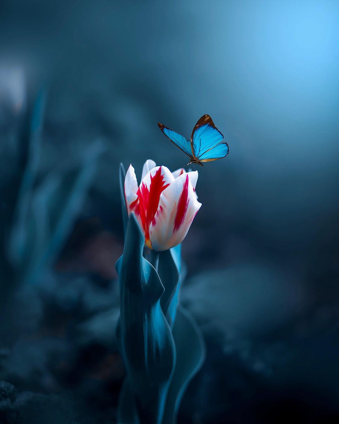 Фото Бабочка сидит на бело-красном тюльпане