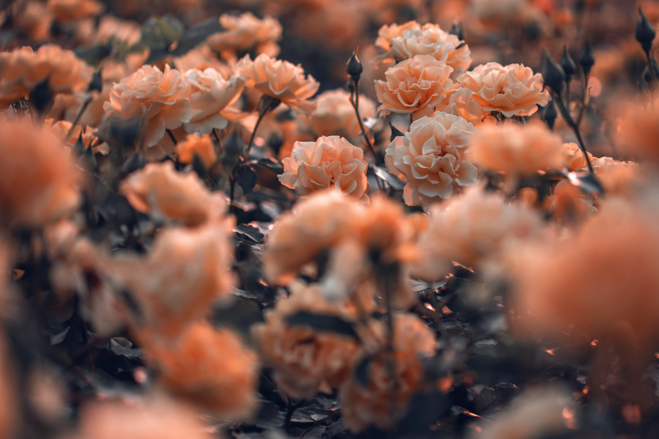 Фото Персиковые розы на размытом фоне, by denny bitte