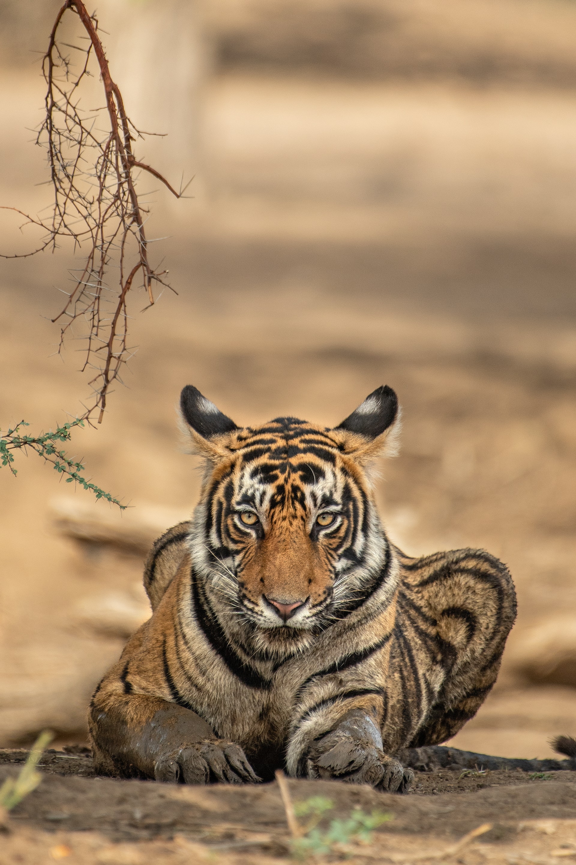 Фото Тигр лежит на земле, by Keyur Nandaniya