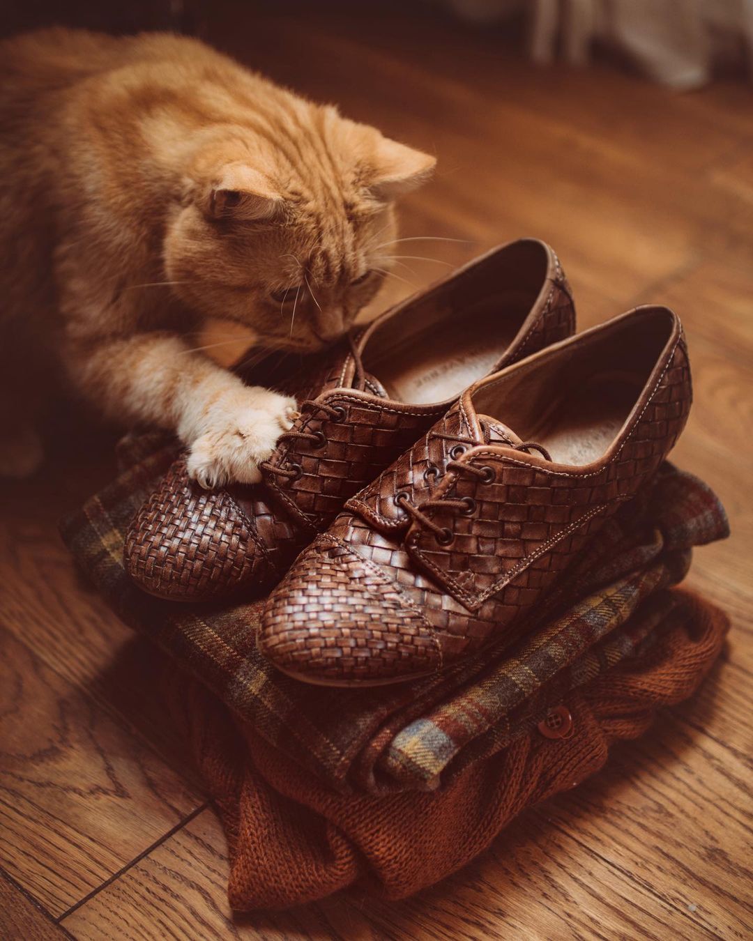 Фото Рыжий кот положил лапу на туфель, by waitingforalice