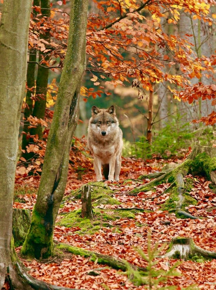 Фото Волк в осеннем лесу