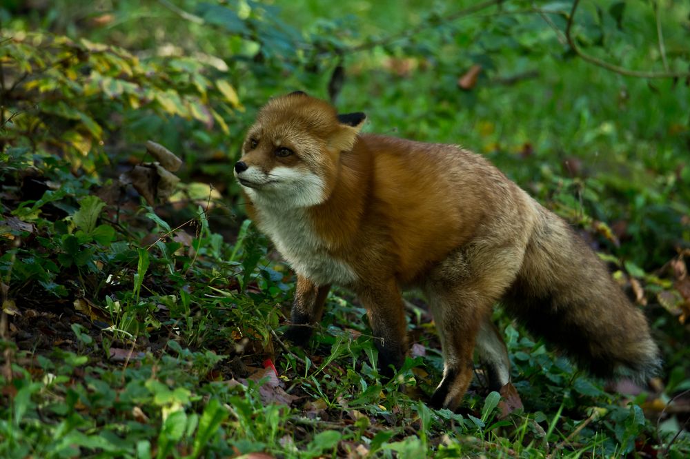 Фото Рыжая лиса на природе, by MickiPhoto