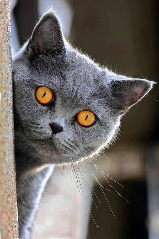 Фото Выглядывающий кот с желтыми глазами, фотограф Добродий Леонид