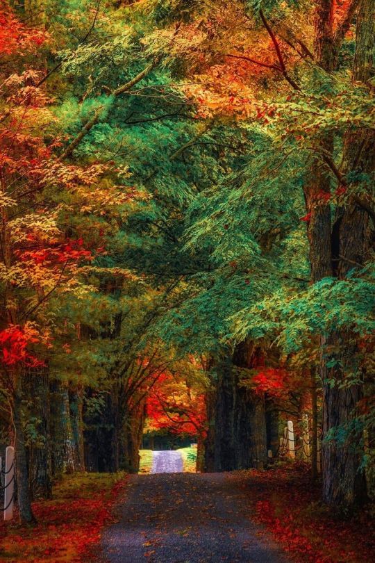 Фото Дорога с осенними листьями и деревьями по обе стороны