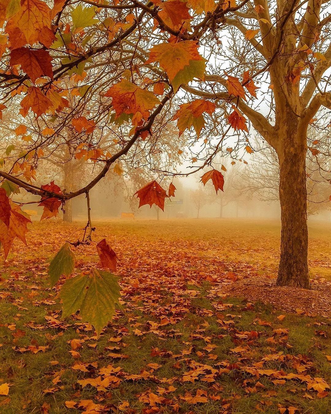 Осеннее дерево (60 фото)