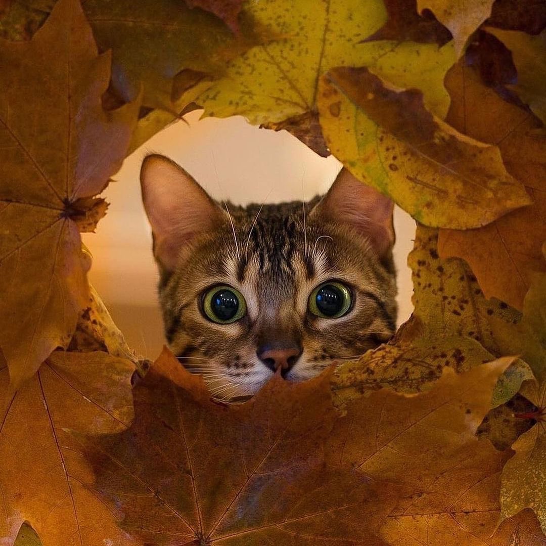 Фото Кошка в окружении осенних листьев