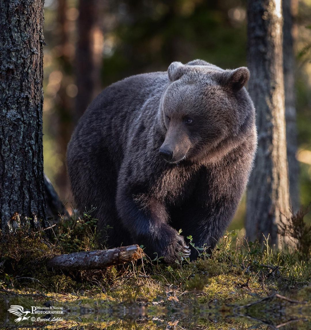 Фото Бурый медведь в лесу