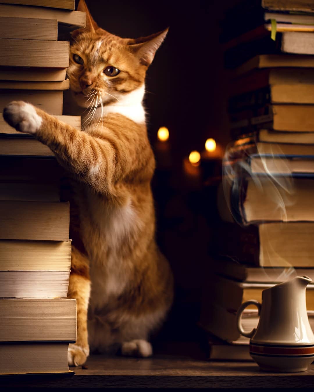 Фото Рыжий кот стоит на задних лапках у стопки книг
