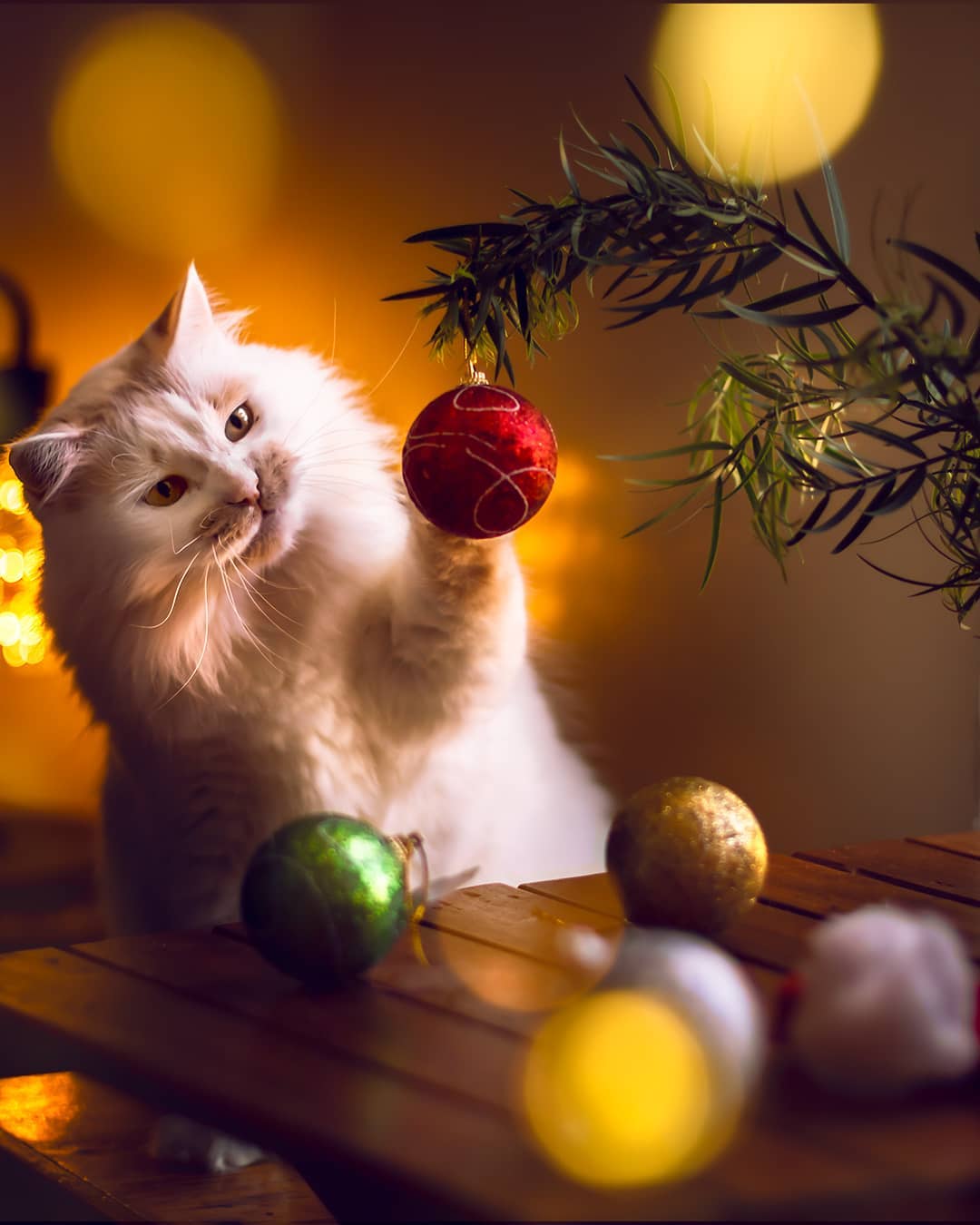 Фото Белый кот протянул лапку к новогоднему шару на ветке
