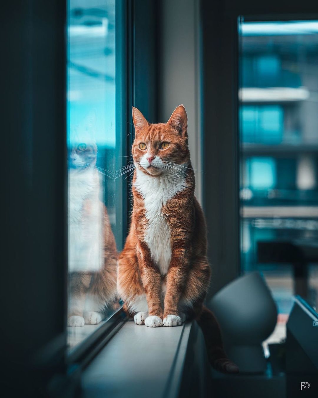 Фото Рыжий кот сидит на подоконнике