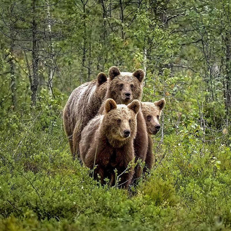 Фото Семья бурых медведей в лесу