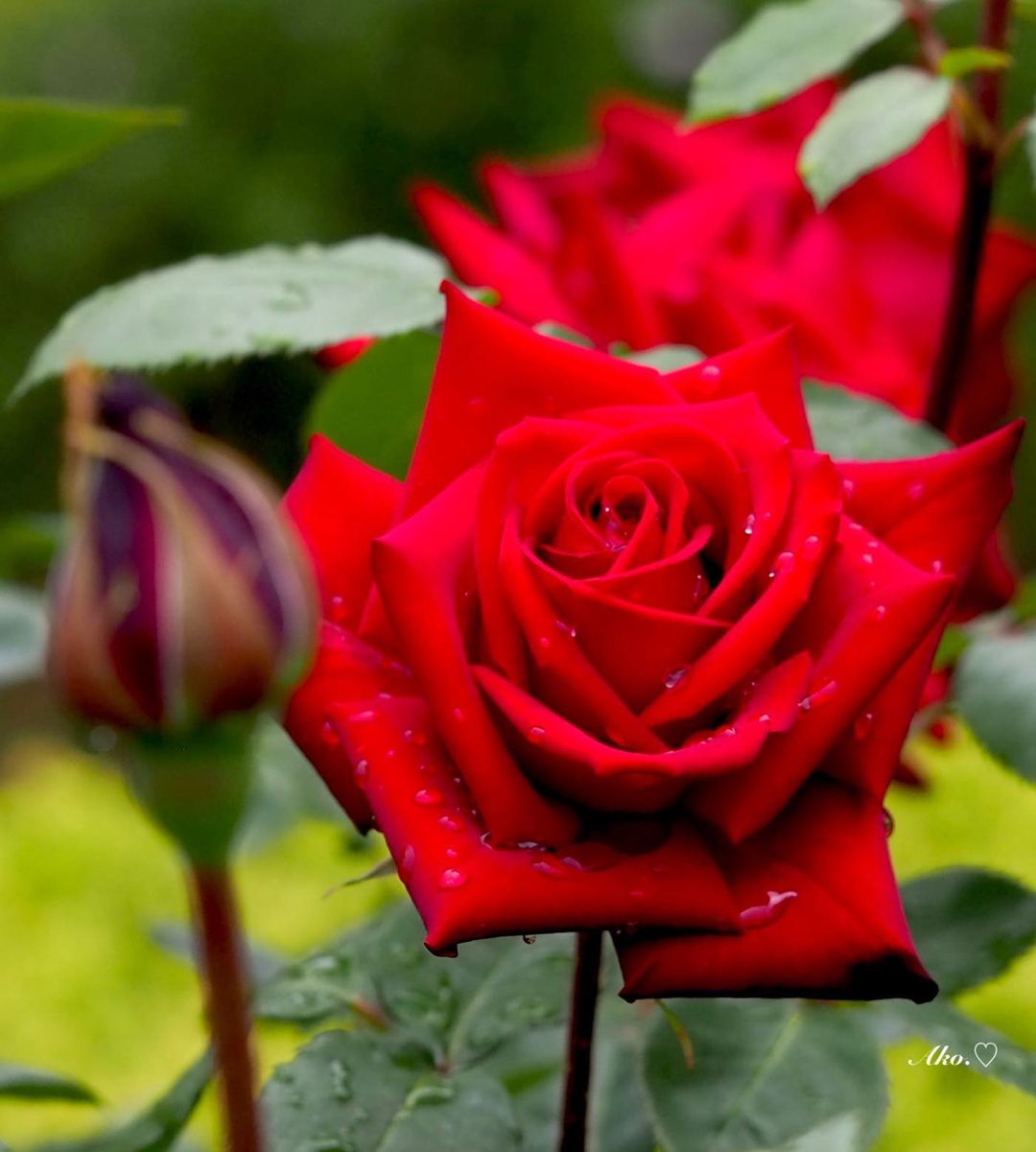 Фото Красная роза в каплях воды