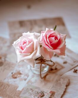 Фото Розовые розы в баночке