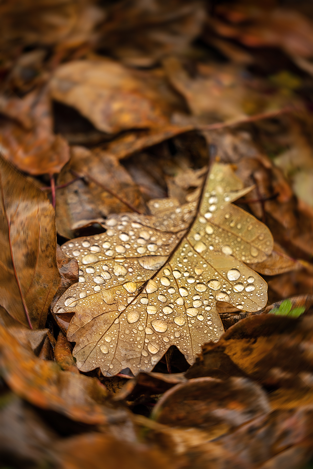 Фото Осенний дубовый лист в каплях воды