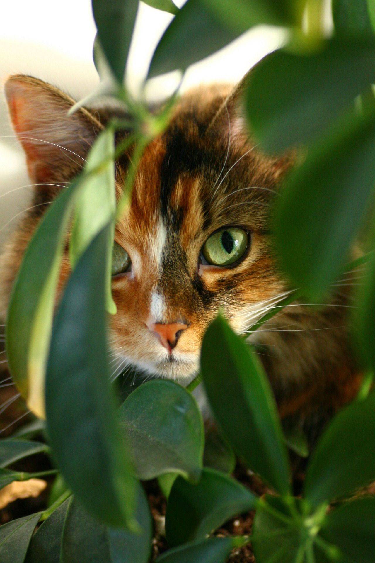 Фото Мордочка кошки за листвой