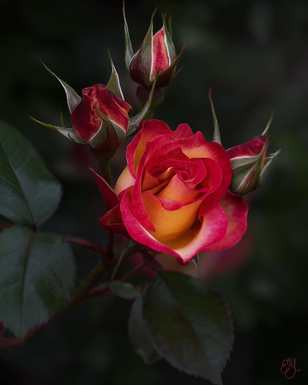 Фото Бордовая роза с бутонами