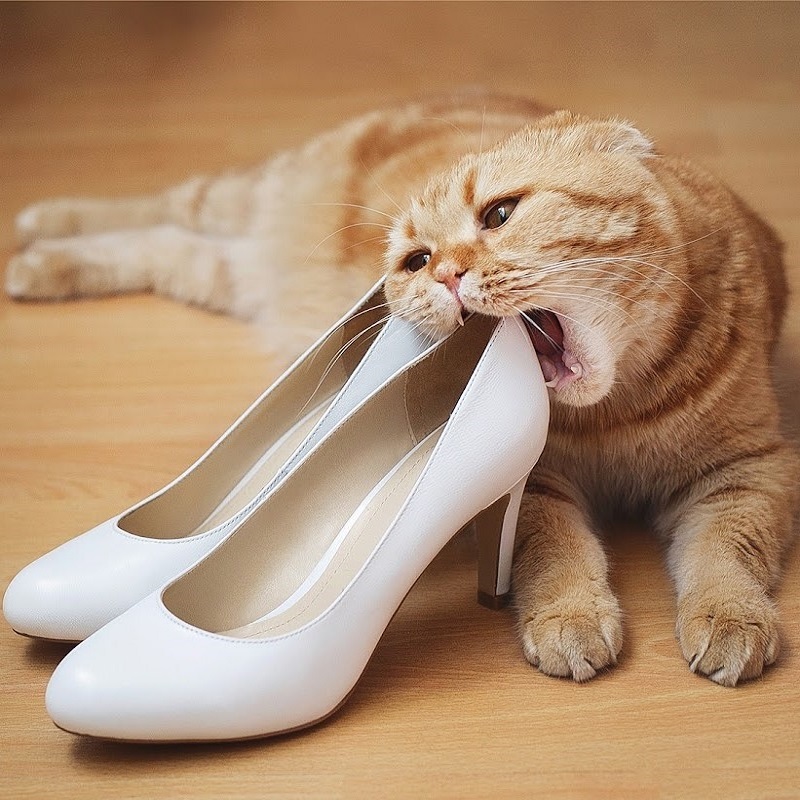 Фото Рыжий кот кусает туфли