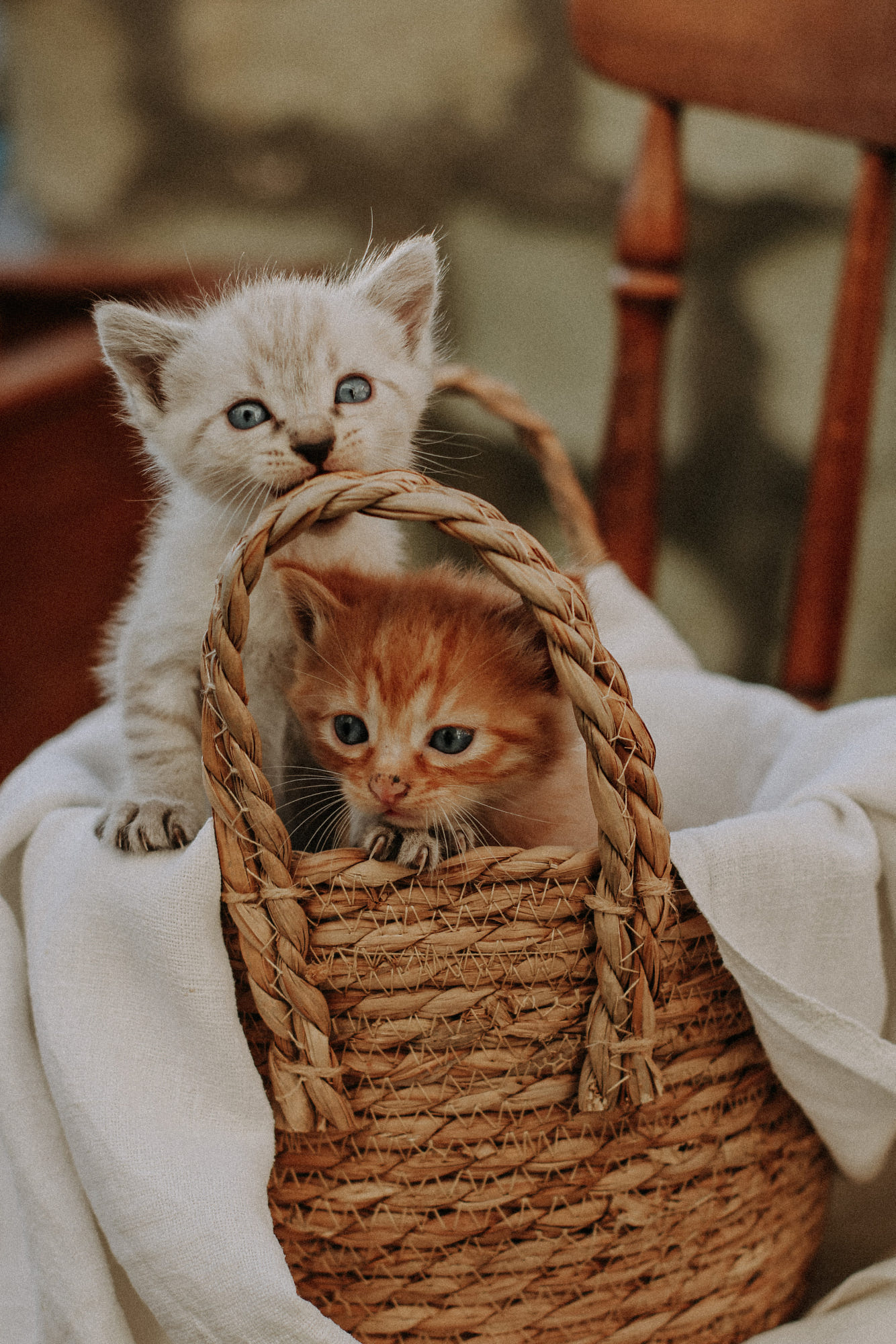 Фото Рыжий и белый котята в плетенной корзине