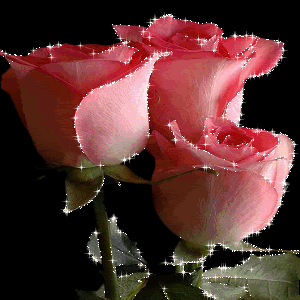 Анимация Розовые розы на черном фоне, гифка