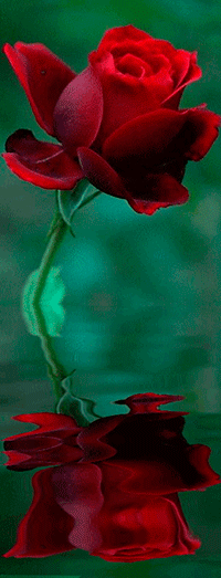 Анимация Алая роза отражается в воде, гифка Алая роза отражается в воде