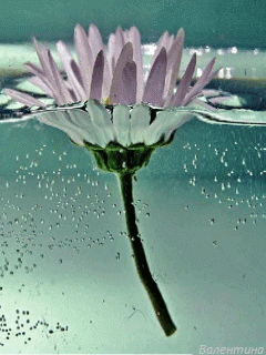 Гиф анимация Розовый цветок в воде