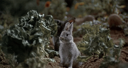 Анимация Кролики сидят в огороде и жуют капусту, гифка Кролики сидят в огороде и жуют капусту