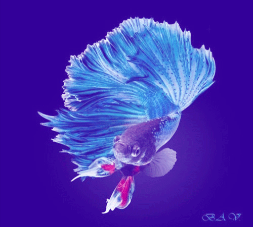 Анимация Рыбка-Петушок на темно -сиреневом фоне, вокруг мерцание, гифка Рыбка-Петушок на темно -сиреневом фоне, вокруг мерцание