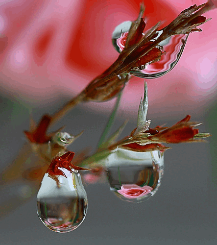 Анимация Капли воды на весенней ветке с отражением цветов в них, гифка