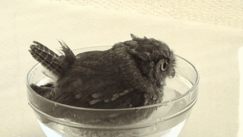 Анимация Серый совенок купается в чашке с водой, гифка Серый совенок купается в чашке с водой