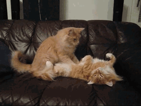 Анимация Кот делает кошке массаж, гифка Кот делает кошке массаж