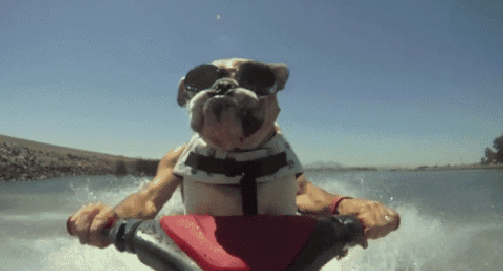 Анимация Собака породы бульдог мчится на водном мотоцикле в солнцезащитных очках, держась за руль, гифка Собака породы бульдог мчится на водном мотоцикле в солнцезащитных очках, держась за руль