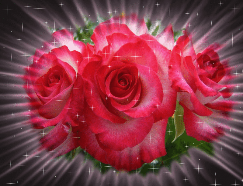 Анимация От трех красных роз расходятся лучи. По всему фону сверкают блестки, гифка От трех красных роз расходятся лучи. По всему фону сверкают блестки