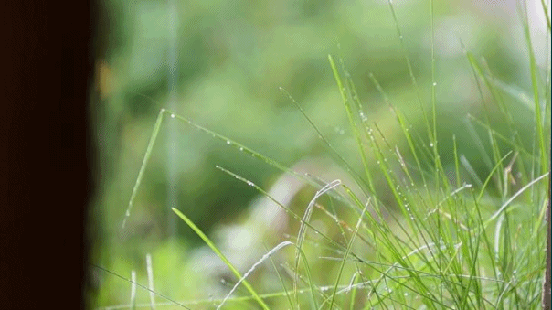 Анимация Капли дождя падают на траву, гифка Капли дождя падают на траву
