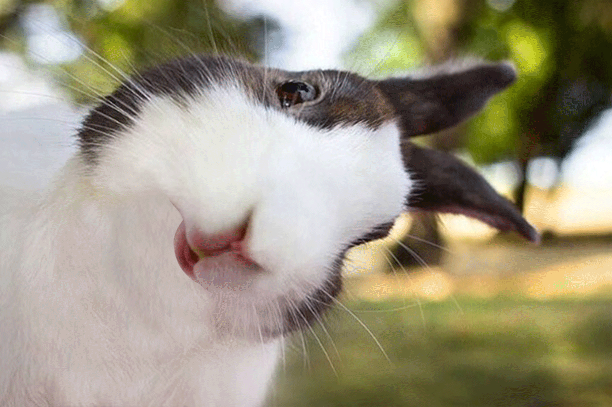 Анимация Кролик захватывает языком маленькую морковку, гифка Кролик захватывает языком маленькую морковку