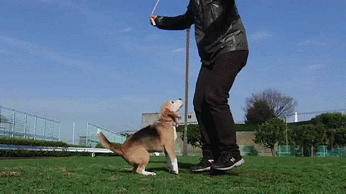 Анимация Мужчина прыгает через скакалку вместе с собакой, гифка Мужчина прыгает через скакалку вместе с собакой