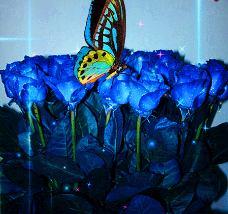 Анимация Бабочка сидит на синих розах и машет крылышками, гифка Бабочка сидит на синих розах и машет крылышками