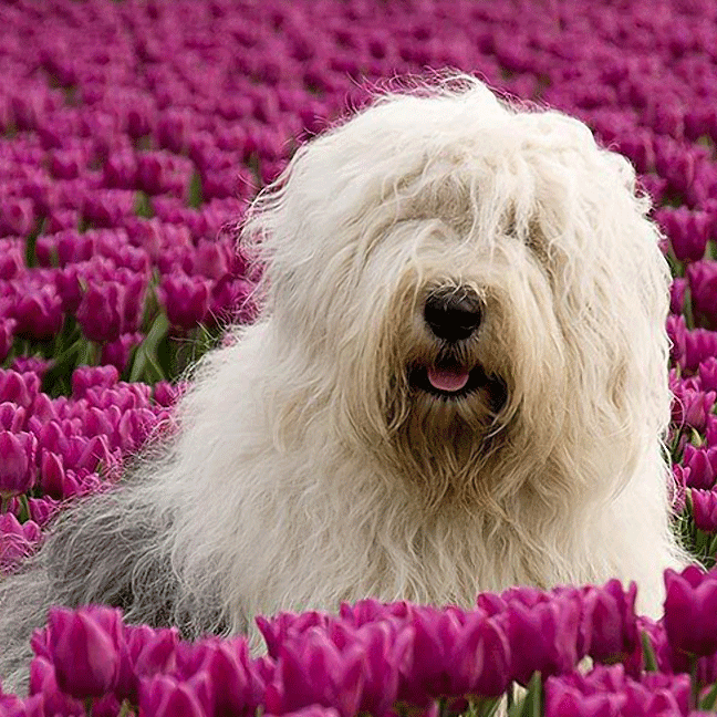 Анимация Белый лохматый пес сидит среди розовых тюльпанов, гифка Белый лохматый пес сидит среди розовых тюльпанов