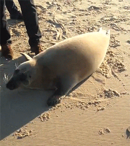 Анимация Знакомство тюленя с собакой, гифка Знакомство тюленя с собакой