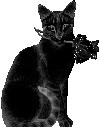 Анимация Черная кошка с черной розой в зубах, гифка Черная кошка с черной розой в зубах