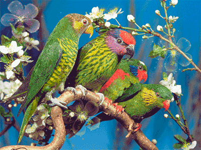 Анимация Четыре зеленых попугая сидят на цветущей ветке вишни, гифка Четыре зеленых попугая сидят на цветущей ветке вишни