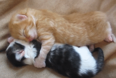 Анимация Два котенка обнявшись спят и зевают одновременно, гифка Два котенка обнявшись спят и зевают одновременно
