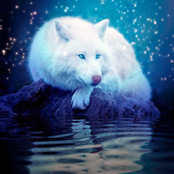 Анимация Белый волк лежит на камне у воды, гифка Белый волк лежит на камне у воды