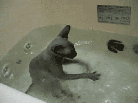 Анимация Маленький котенок совсем не боится воды