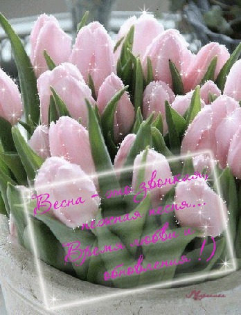 Анимация Открытка Букет тюльпанов в вазоне (Весна это звонкая, нежная песня. Время любви и обновления!)