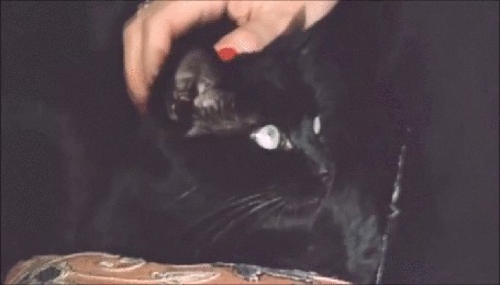 Анимация Черная кошка из телесериала Место встречи изменить нельзя