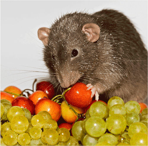 Анимация Серая крыса сидит на винограде и черешне и шевелит усами, гифка Серая крыса сидит на винограде и черешне и шевелит усами