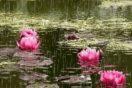 Анимация Розовые кувшинки в пруду под дождем, гифка Розовые кувшинки в пруду под дождем