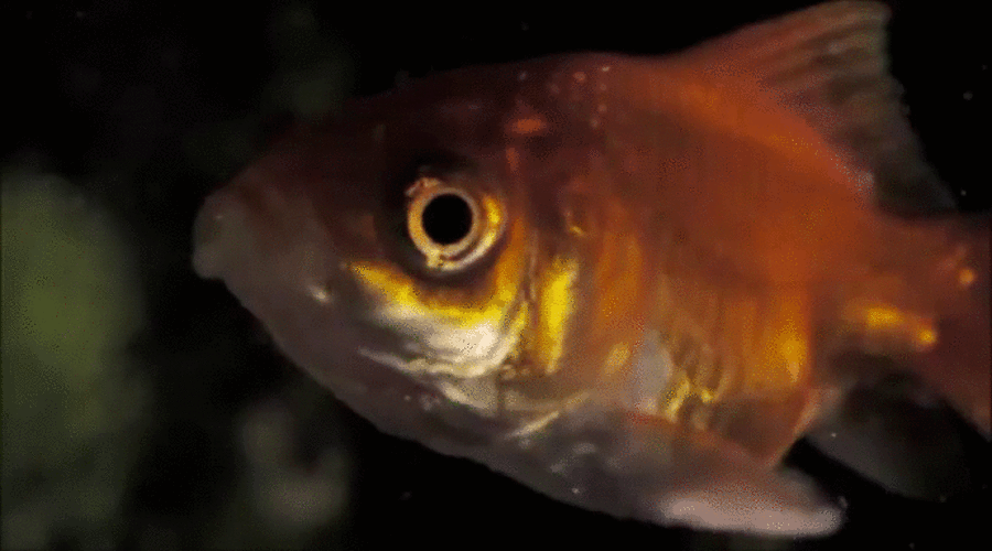 Анимация Золотая рыбка в аквариуме, гифка Золотая рыбка в аквариуме